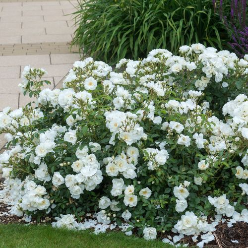 Rosen Shop - bodendecker rosen  - weiß - Rosa White Flower Carpet - stark duftend - Werner Noack - -